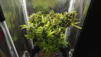 Green House Seeds Super Lemon Haze Automatic - foto de dreembomber