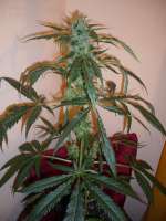 Imagen de merlin (Super Silver Haze)