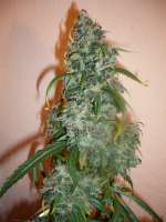 Imagen de merlin (Super Silver Haze)