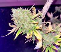 Green House Seeds Super Silver Haze - foto de Jcanna