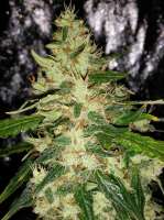 Imagen de Falconresearch (Super Silver Haze)