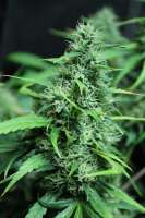 Imagen de sunni (Super Silver Haze)