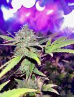 Green House Seeds Super Silver Haze - foto de Jcanna