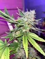 Green House Seeds Super Silver Haze - foto de Jcanna