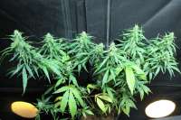 Imagen de sunni (Super Silver Haze)