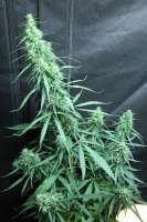 Imagen de sunni (Super Silver Haze)