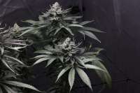 Green House Seeds Velvet Moon - foto de Topic