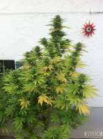 Green House Seeds White Rhino - foto de admin