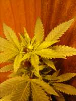 Green House Seeds White Widow - foto de MrGrowAustria