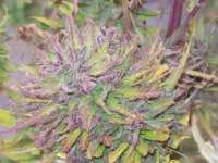 Green Mountain Seeds Highland Oaxacan Gold - foto de tropics