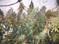 Green Mountain Seeds Highland Oaxacan Gold - foto de tropics