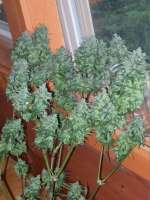 Green Mountain Seeds Highland Oaxacan Gold - foto de tropics