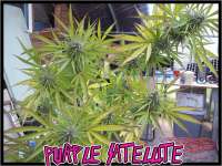 Green Mountain Seeds Purple Satellite - foto de tropics