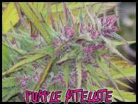 Green Mountain Seeds Purple Satellite - foto de tropics