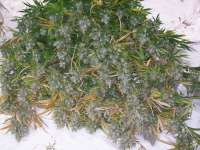 Green Mountain Seeds Zacateca Tribute - foto de Tropics