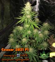 Green Sapphire Seed Co Ceasar 2021 - foto de Greensapphireseedco