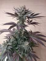 Greenpoint Seeds Cookies n Chem - foto de slimo