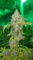 Greenpoint Seeds Copper Chem - foto de SAsince1794