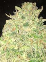 Greenpoint Seeds Star Dawg - foto de PharmTeam