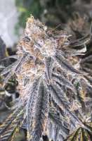 Greensleeves Genetics Purple Gorillas - foto de GreensleevesAK