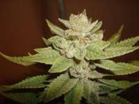 Greyskull Seeds Sour Dubble - foto de athos23