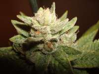 Greyskull Seeds Sour Dubble - foto de athos23