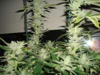 Greyskull Seeds Sour Dubble - foto de athos23