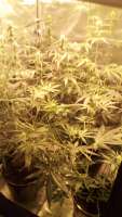 Imagen de CrisEgal (Blue Berry Autoflowering)