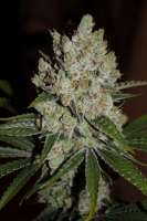 Growers Choice Gorilla Cookies - foto de Mephisto66689