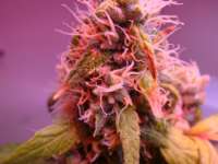 Hazeman Seeds G-High - foto de blazer01