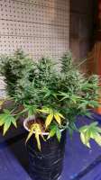 Heavyweight Seeds Fast & Vast - foto de 46nkid