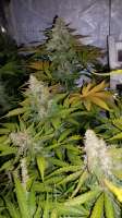 Heavyweight Seeds Fruit Punch Auto - foto de Tactless