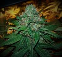 Heavyweight Seeds Green Ninja - foto de FarmerWhiskers