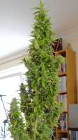 Heavyweight Seeds Wipeout Express - foto de scoobysnax