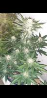 Helvetic Seeds Lemon Larry OG - foto de yffits