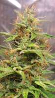 Herbies Seeds CBD Lemon Auto - foto de Aphotic