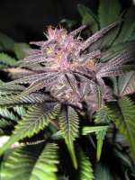 HighRise Seeds MOB - foto de OregonBlackBear