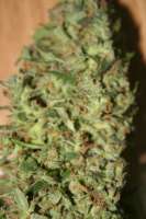 Imagen de Worldsfinest0 (Original Haze x Skunk)