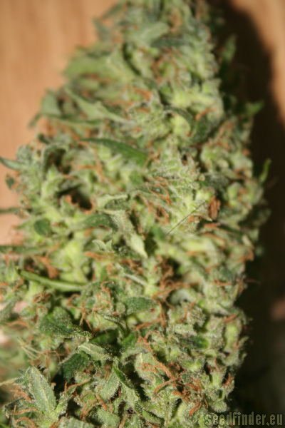 High Quality Seeds Original Haze x Skunk