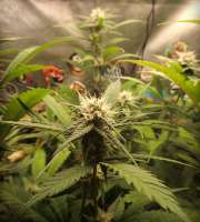 HillBilly Herb Grower PG Dreams - foto de HillBillyHerb