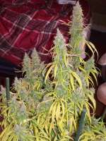 Holy Smoke Seeds Malange Gold - foto de tropics