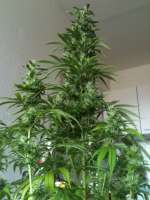 Homegrown Fantaseeds Californian Orange - foto de N0b0dY