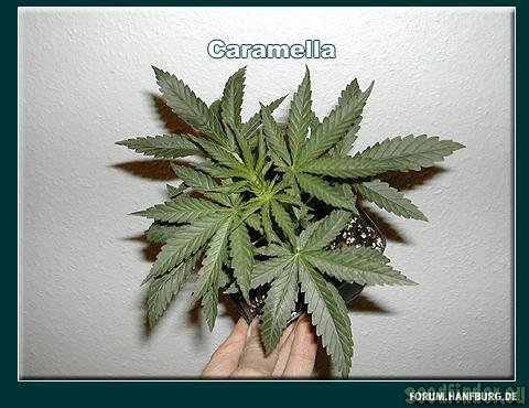 Homegrown Fantaseeds Caramella