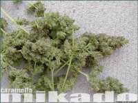 Homegrown Fantaseeds Caramella - foto de drspike