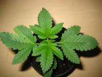 Homegrown Fantaseeds K2 - foto de Bltentte