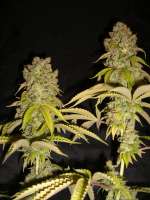 HortiLab Super Sour Skunk - foto de Anonym