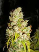 HortiLab Super Sour Skunk - foto de Anonym