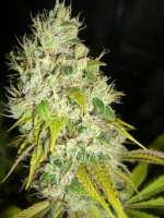 Imagen de Anonym (Super Sour Skunk)