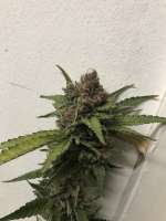 Humboldt Seed Company Blueberry Muffin - foto de RepublicaBananowa