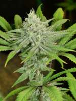Humboldt Seed Company Blueberry Muffin - foto de pupilfam